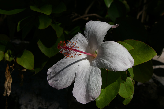 Native White Hibiscus (ネイテブ　ホワイトハイビスカス）